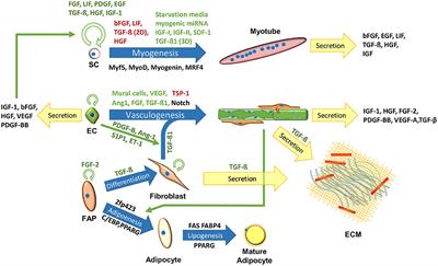 Tissue Engineering for Clean Meat Production